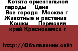 Котята ориентальной пароды  › Цена ­ 12 000 - Все города, Москва г. Животные и растения » Кошки   . Пермский край,Краснокамск г.